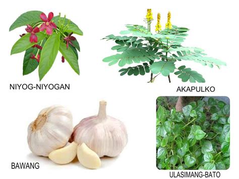 halamang gamot sa pagtatae ng biik|Gamot sa Pagtatae ng Biik .